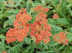 Schafgarbe 'Summerwine' -Günstiges Garten Zart Geschäft schafgarbe summerwine m087530 w 1