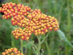 Schafgarbe 'Summerwine' -Günstiges Garten Zart Geschäft schafgarbe summerwine m087530 w 2