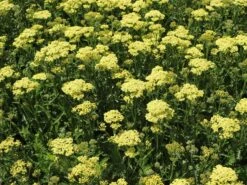 Schafgarbe 'Sunny Seduction' -Günstiges Garten Zart Geschäft schafgarbe sunny seduction m078014 w 0