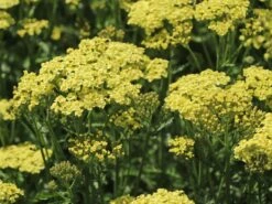 Schafgarbe 'Sunny Seduction' -Günstiges Garten Zart Geschäft schafgarbe sunny seduction m078014 w 1