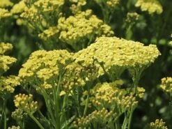 Schafgarbe 'Sunny Seduction' -Günstiges Garten Zart Geschäft schafgarbe sunny seduction m078014 w 2