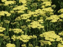 Schafgarbe 'Sunny Seduction' -Günstiges Garten Zart Geschäft schafgarbe sunny seduction m078014 w 4