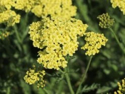 Schafgarbe 'Sunny Seduction' -Günstiges Garten Zart Geschäft schafgarbe sunny seduction m078014 w 5