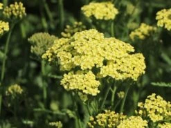 Schafgarbe 'Sunny Seduction' -Günstiges Garten Zart Geschäft schafgarbe sunny seduction m078014 w 6