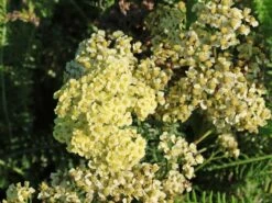 Schafgarbe 'Sunny Seduction' -Günstiges Garten Zart Geschäft schafgarbe sunny seduction m078014 w 8