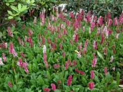 Schneckenknöterich 'Dimity'