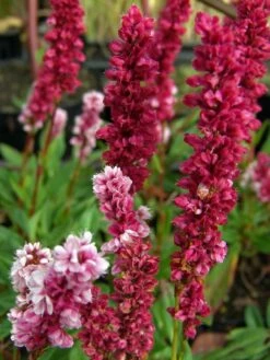 Schneckenknöterich 'Dimity' -Günstiges Garten Zart Geschäft scheckenknoeterich dimity m074129 w 0