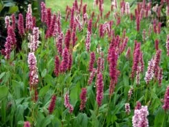 Schneckenknöterich 'Dimity' -Günstiges Garten Zart Geschäft scheckenknoeterich dimity m074129 w 1