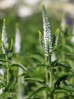 Scheinähriger Ehrenpreis 'First Lady' -Günstiges Garten Zart Geschäft scheinaehriger ehrenpreis first lady m063157 w 0