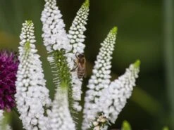 Scheinähriger Ehrenpreis 'First Lady' -Günstiges Garten Zart Geschäft scheinaehriger ehrenpreis first lady m063157 w 3