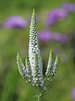 Scheinähriger Ehrenpreis 'First Lady' -Günstiges Garten Zart Geschäft scheinaehriger ehrenpreis first lady m063157 w 4