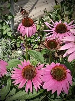 Scheinsonnenhut 'Augustkönigin' 19 Scheinsonnenhut 'Augustkönigin' -Günstiges Garten Zart Geschäft scheinsonnenhut augustkoenigin m079831 631967 0