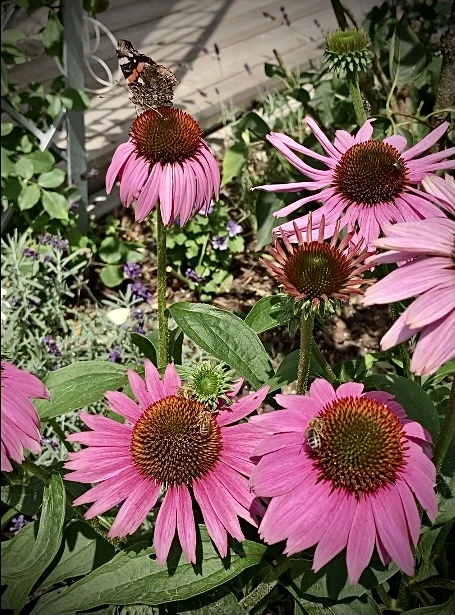 Scheinsonnenhut 'Augustkönigin' 11 Scheinsonnenhut 'Augustkönigin' – Bild 9