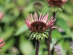 Scheinsonnenhut 'Augustkönigin' 13 Scheinsonnenhut 'Augustkönigin' -Günstiges Garten Zart Geschäft scheinsonnenhut augustkoenigin m079831 w 0