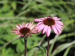 Scheinsonnenhut 'Augustkönigin' 15 Scheinsonnenhut 'Augustkönigin' -Günstiges Garten Zart Geschäft scheinsonnenhut augustkoenigin m079831 w 1