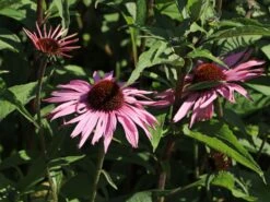 Scheinsonnenhut 'Augustkönigin' 17 Scheinsonnenhut 'Augustkönigin' -Günstiges Garten Zart Geschäft scheinsonnenhut augustkoenigin m079831 w 2