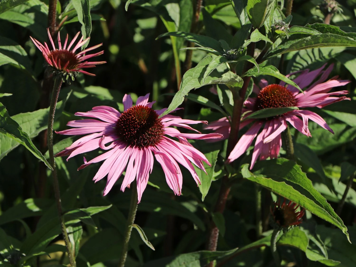 Scheinsonnenhut 'Augustkönigin' 9 Scheinsonnenhut 'Augustkönigin' – Bild 7