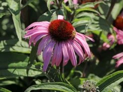 Scheinsonnenhut 'Augustkönigin' 18 Scheinsonnenhut 'Augustkönigin' -Günstiges Garten Zart Geschäft scheinsonnenhut augustkoenigin m079831 w 3