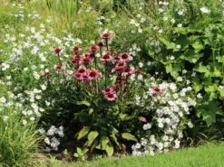 Scheinsonnenhut 'Augustkönigin' 12 Scheinsonnenhut 'Augustkönigin' -Günstiges Garten Zart Geschäft scheinsonnenhut augustkoenigin m079831 w 4