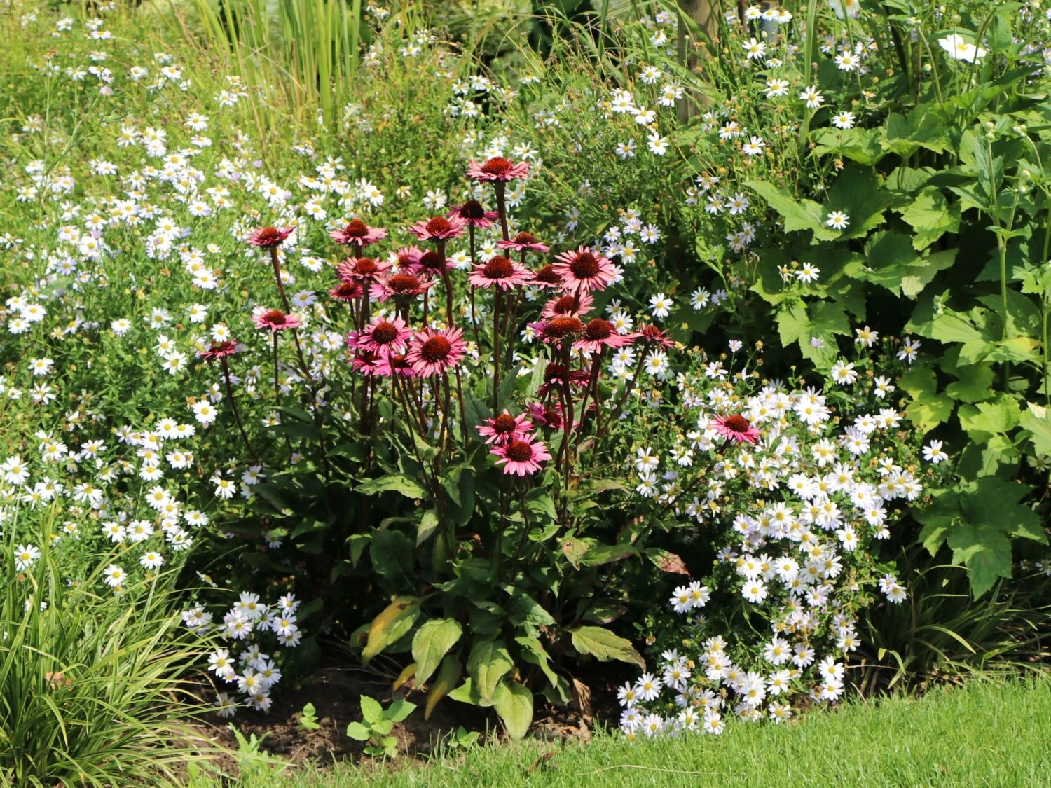 Scheinsonnenhut 'Augustkönigin' 4 Scheinsonnenhut 'Augustkönigin' – Bild 2