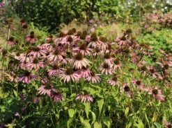Scheinsonnenhut 'Augustkönigin' 14 Scheinsonnenhut 'Augustkönigin' -Günstiges Garten Zart Geschäft scheinsonnenhut augustkoenigin m079831 w 5