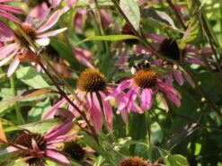 Scheinsonnenhut 'Augustkönigin' 16 Scheinsonnenhut 'Augustkönigin' -Günstiges Garten Zart Geschäft scheinsonnenhut augustkoenigin m079831 w 6