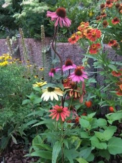 Scheinsonnenhut 'Cheyenne Spirit' -Günstiges Garten Zart Geschäft scheinsonnenhut cheyenne spirit m062077 193676 0