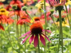 Scheinsonnenhut 'Cheyenne Spirit' -Günstiges Garten Zart Geschäft scheinsonnenhut cheyenne spirit m062077 w 0