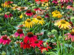 Scheinsonnenhut 'Cheyenne Spirit' -Günstiges Garten Zart Geschäft scheinsonnenhut cheyenne spirit m062077 w 1