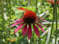 Scheinsonnenhut 'Cheyenne Spirit' -Günstiges Garten Zart Geschäft scheinsonnenhut cheyenne spirit m062077 w 10