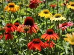 Scheinsonnenhut 'Cheyenne Spirit' -Günstiges Garten Zart Geschäft scheinsonnenhut cheyenne spirit m062077 w 11