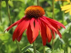 Scheinsonnenhut 'Cheyenne Spirit' -Günstiges Garten Zart Geschäft scheinsonnenhut cheyenne spirit m062077 w 2