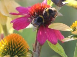 Scheinsonnenhut 'Cheyenne Spirit' -Günstiges Garten Zart Geschäft scheinsonnenhut cheyenne spirit m062077 w 3