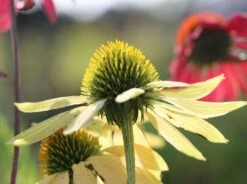 Scheinsonnenhut 'Cheyenne Spirit' -Günstiges Garten Zart Geschäft scheinsonnenhut cheyenne spirit m062077 w 4