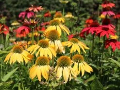 Scheinsonnenhut 'Cheyenne Spirit' -Günstiges Garten Zart Geschäft scheinsonnenhut cheyenne spirit m062077 w 5