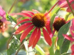 Scheinsonnenhut 'Cheyenne Spirit' -Günstiges Garten Zart Geschäft scheinsonnenhut cheyenne spirit m062077 w 6