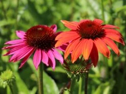 Scheinsonnenhut 'Cheyenne Spirit' -Günstiges Garten Zart Geschäft scheinsonnenhut cheyenne spirit m062077 w 7