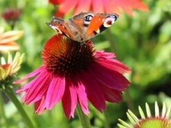 Scheinsonnenhut 'Cheyenne Spirit' -Günstiges Garten Zart Geschäft scheinsonnenhut cheyenne spirit m062077 w 8