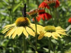 Scheinsonnenhut 'Cheyenne Spirit' -Günstiges Garten Zart Geschäft scheinsonnenhut cheyenne spirit m062077 w 9