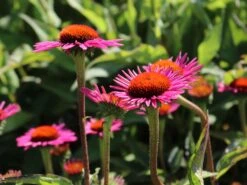 Scheinsonnenhut 'Pica Bella' ® 22 Scheinsonnenhut 'Pica Bella' ® -Günstiges Garten Zart Geschäft scheinsonnenhut pica bella m088069 w 0