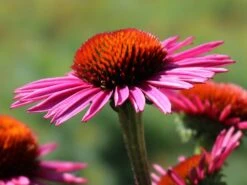 Scheinsonnenhut 'Pica Bella' ® 24 Scheinsonnenhut 'Pica Bella' ® -Günstiges Garten Zart Geschäft scheinsonnenhut pica bella m088069 w 1