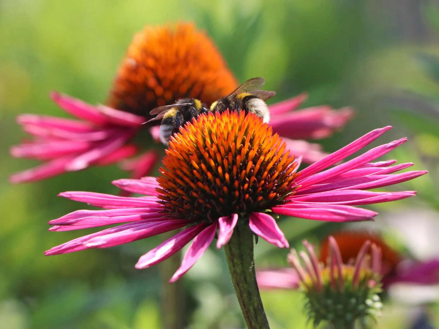 Scheinsonnenhut 'Pica Bella' ® 9 Scheinsonnenhut 'Pica Bella' ® – Bild 7