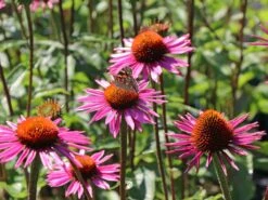 Scheinsonnenhut 'Pica Bella' ® 18 Scheinsonnenhut 'Pica Bella' ® -Günstiges Garten Zart Geschäft scheinsonnenhut pica bella m088069 w 5