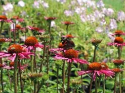 Scheinsonnenhut 'Pica Bella' ® 17 Scheinsonnenhut 'Pica Bella' ® -Günstiges Garten Zart Geschäft scheinsonnenhut pica bella m088069 w 6