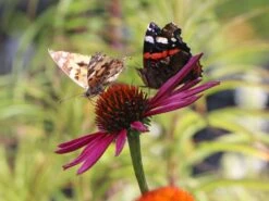 Scheinsonnenhut 'Pica Bella' ® 16 Scheinsonnenhut 'Pica Bella' ® -Günstiges Garten Zart Geschäft scheinsonnenhut pica bella m088069 w 9