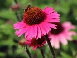 Scheinsonnenhut 'Sensation Pink' -Günstiges Garten Zart Geschäft scheinsonnenhut sensation pink m088084 w 0