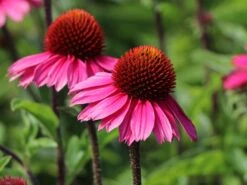 Scheinsonnenhut 'Sensation Pink' -Günstiges Garten Zart Geschäft scheinsonnenhut sensation pink m088084 w 1