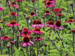 Scheinsonnenhut 'Sensation Pink' -Günstiges Garten Zart Geschäft scheinsonnenhut sensation pink m088084 w 3