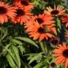 Scheinsonnenhut 'SunMagic Vintage Orange' ®
