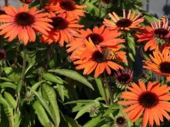 Scheinsonnenhut 'SunMagic Vintage Orange' ®